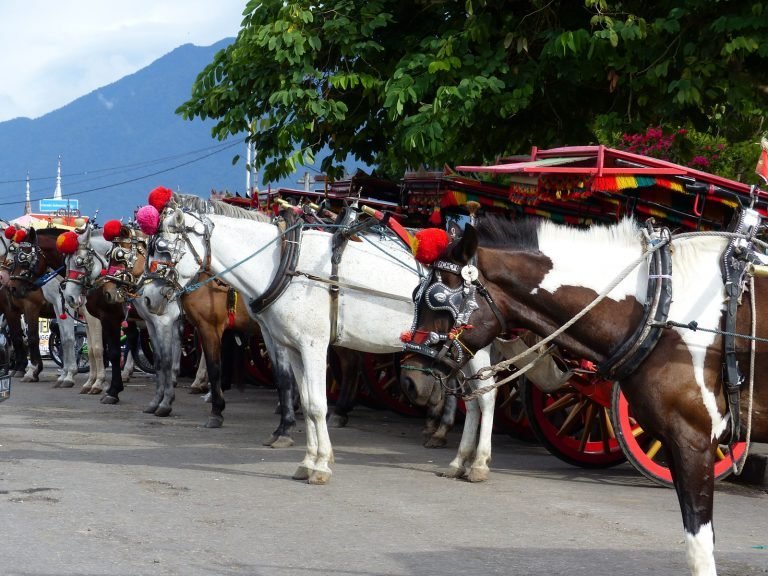Hoogtepunten | Rama Tours
