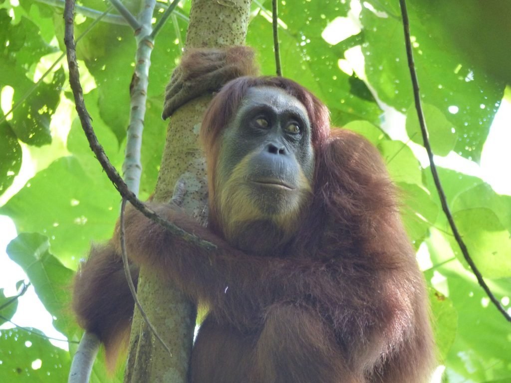 Trekking Gunung Leuser | Rama Tours