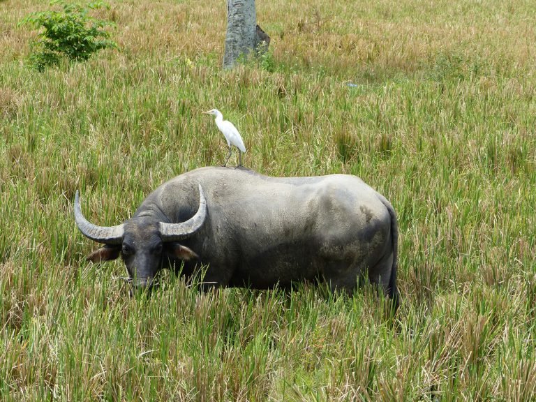 Hoogtepunten | Rama Tours