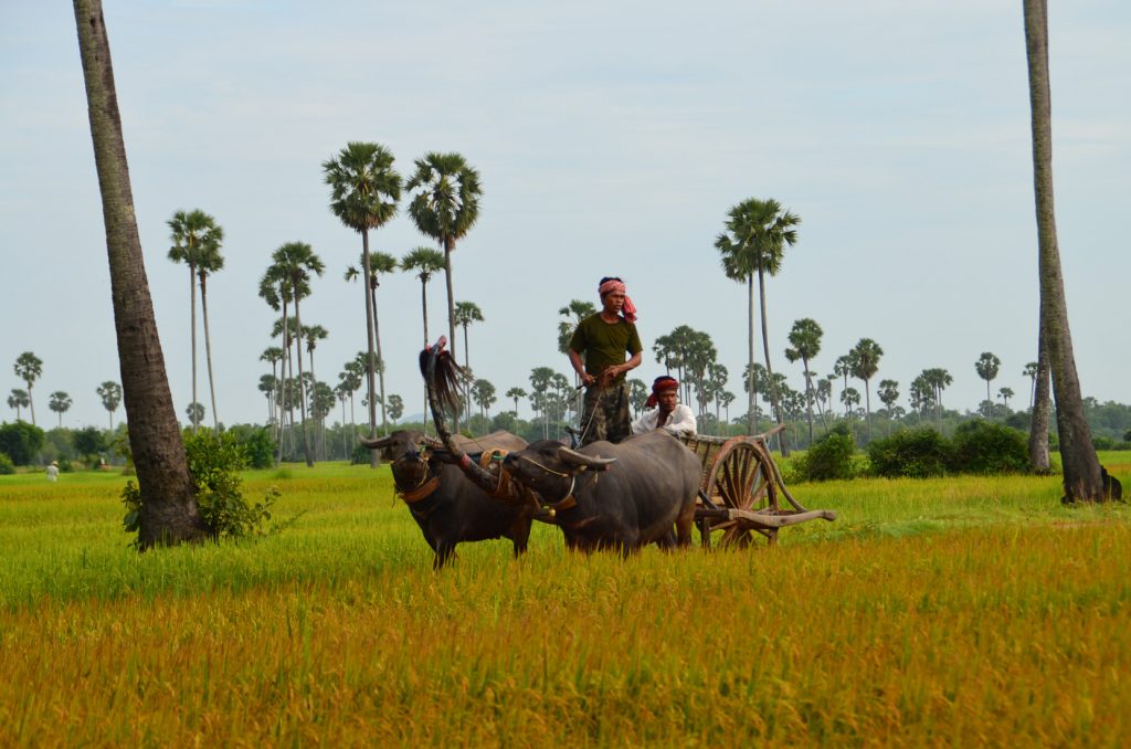 Het karakteristieke noordoosten van Cambodja | Rama Tours