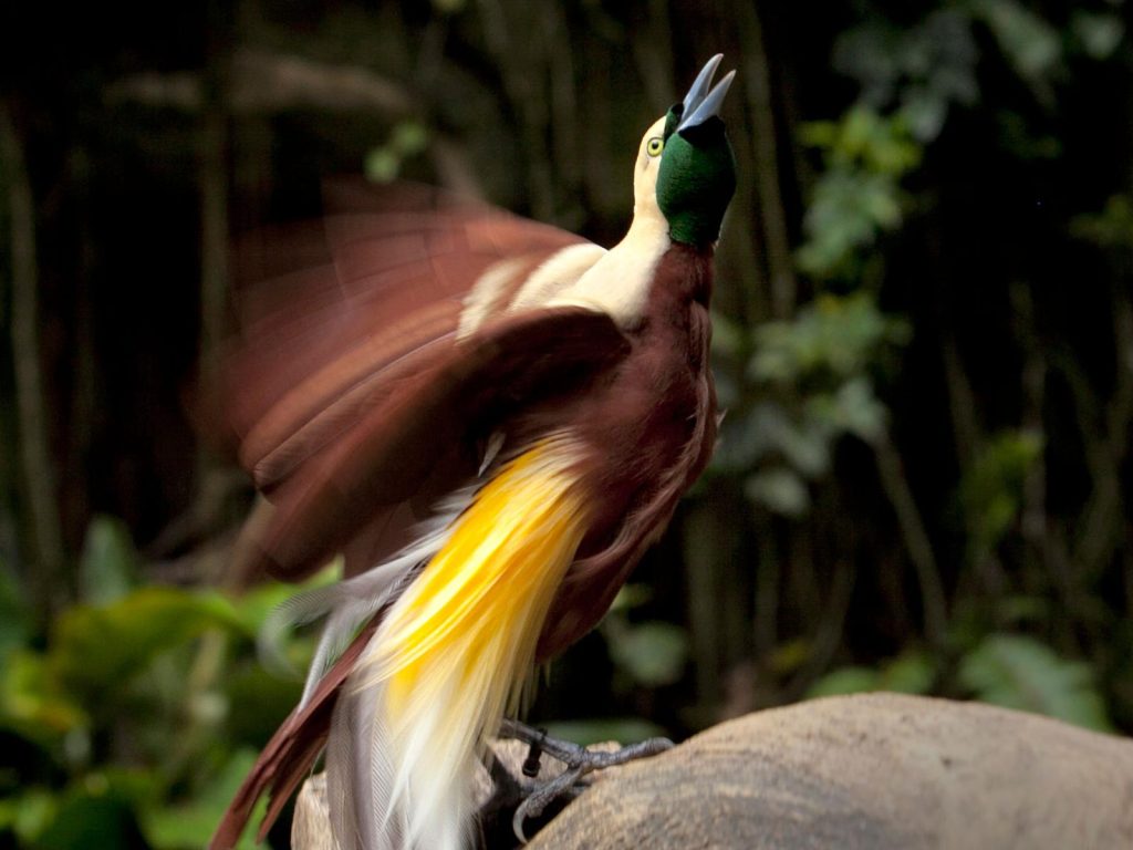 Manokwari en het Arfak gebergte | Rama Tours