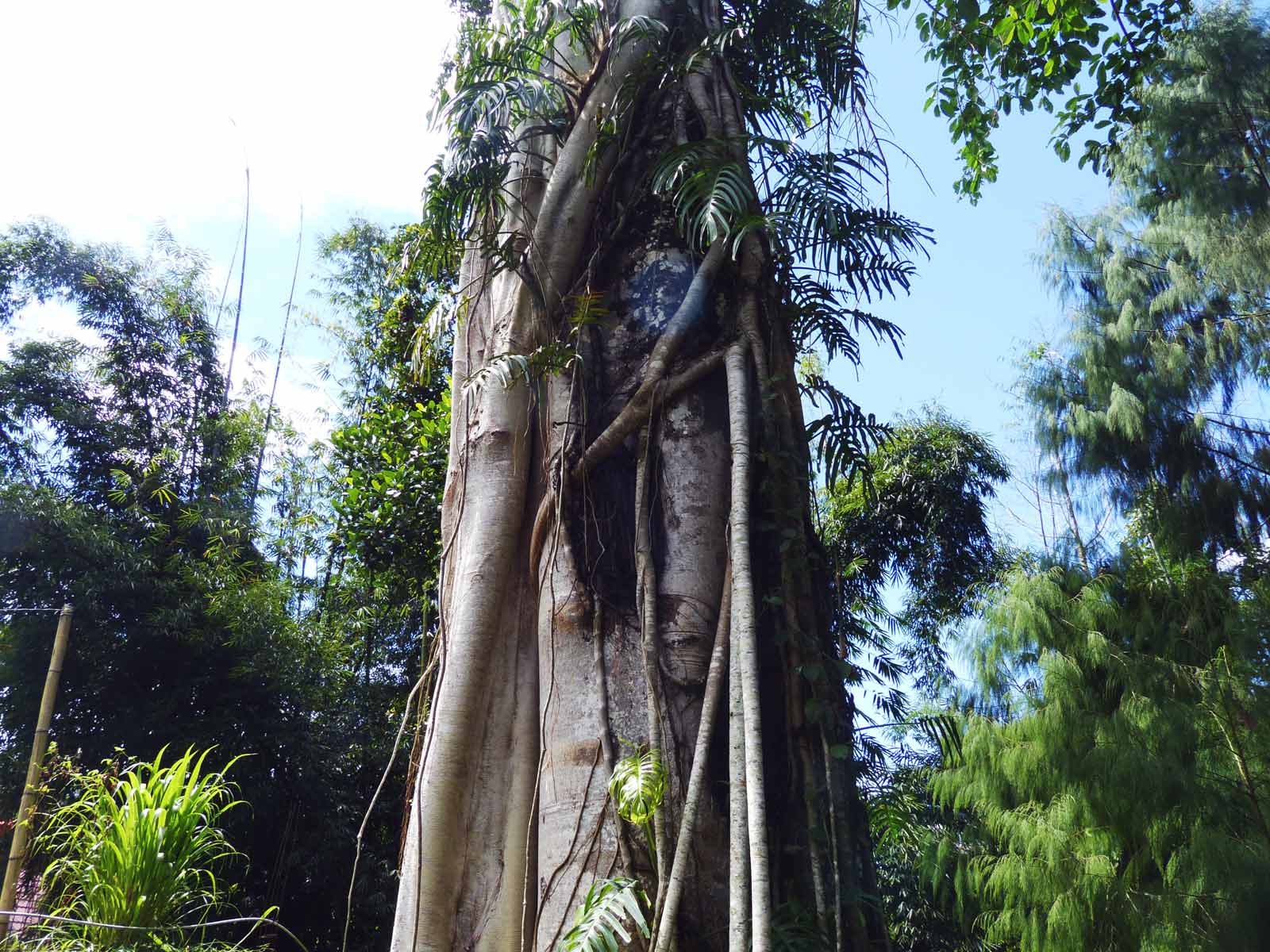 rondreis indonesie sulawesi tana toraja 24