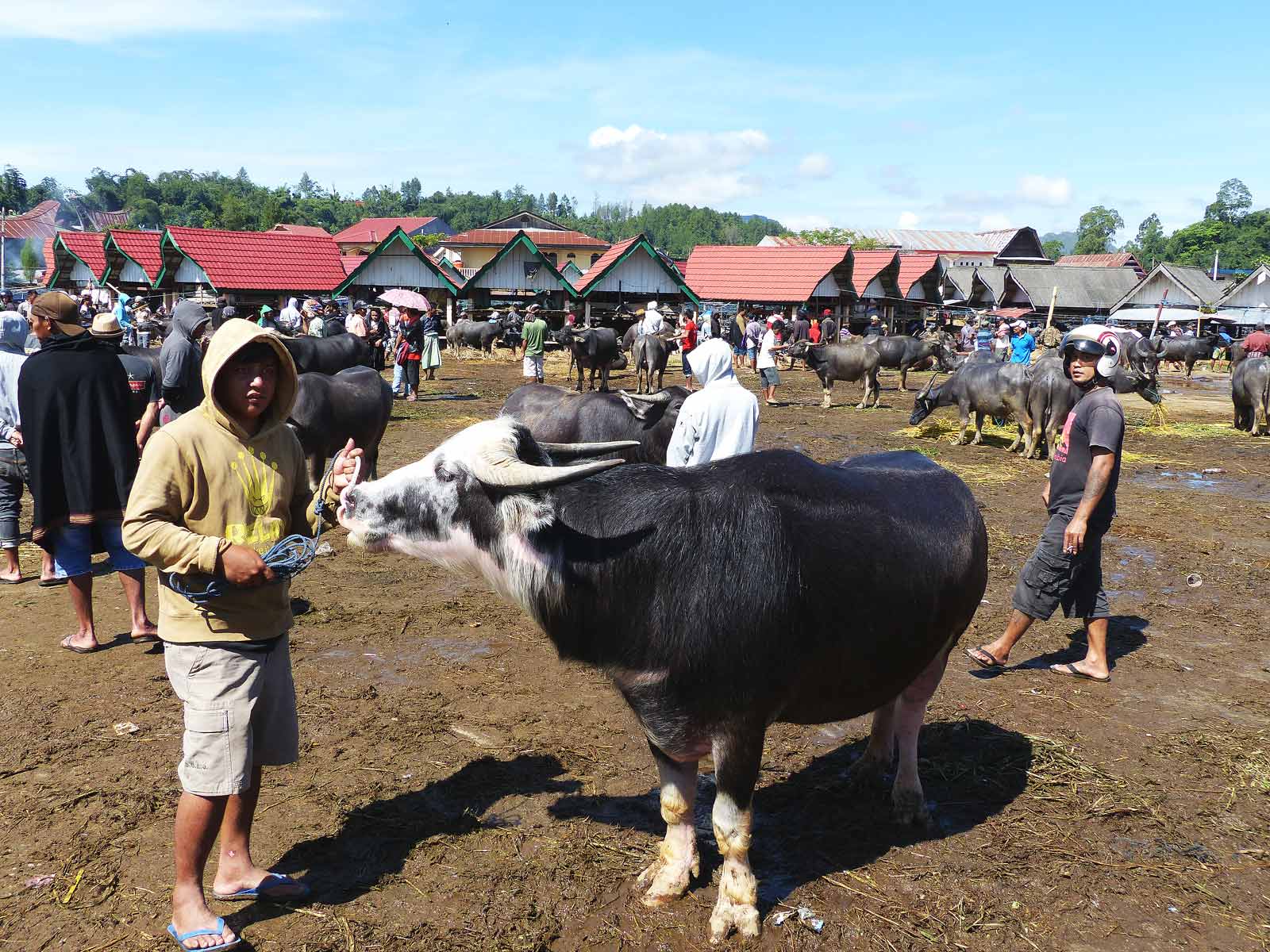 rondreis indonesie sulawesi tana toraja 27