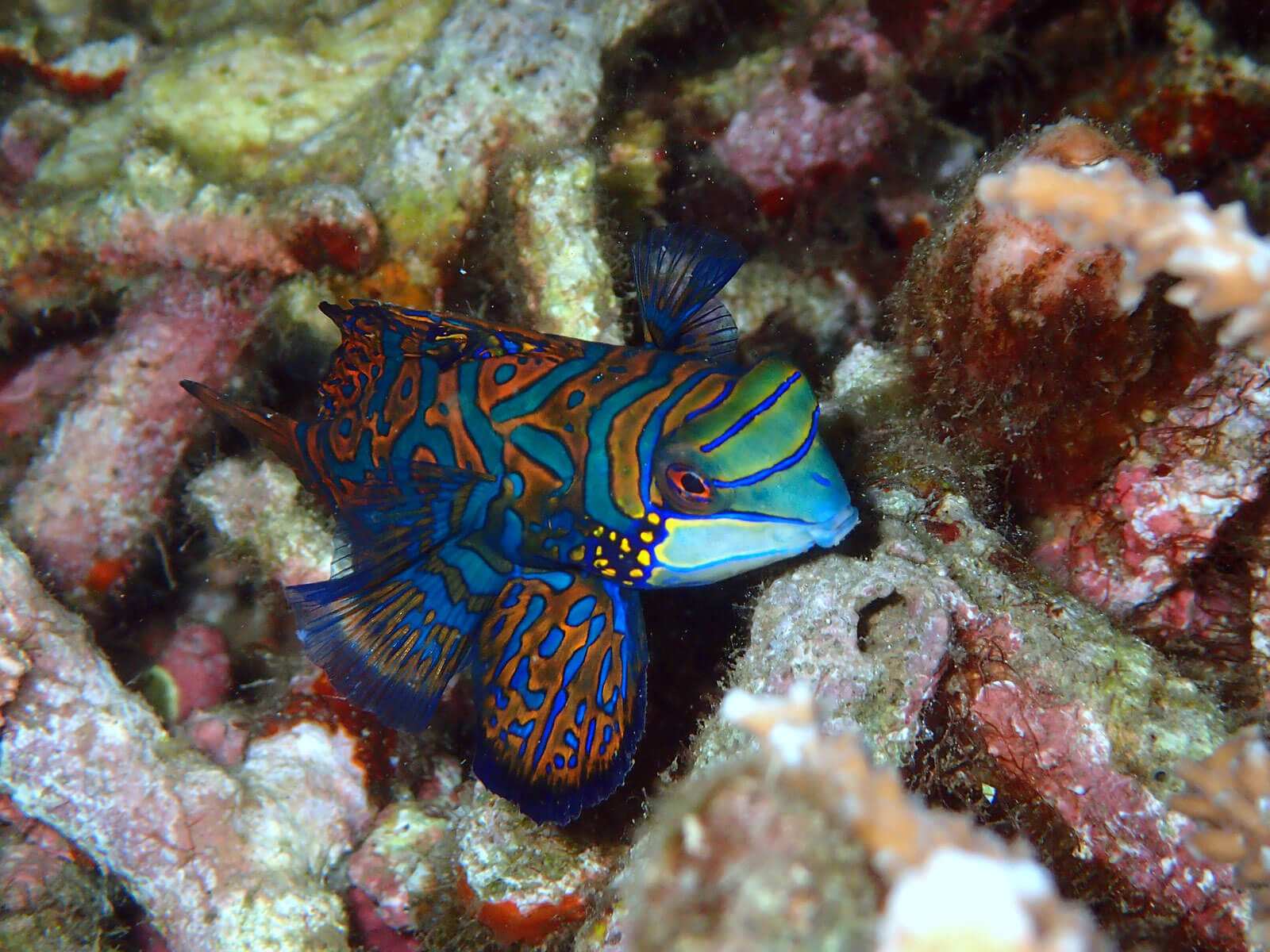 rondreis sulawesi bunaken hoogtepunt 10