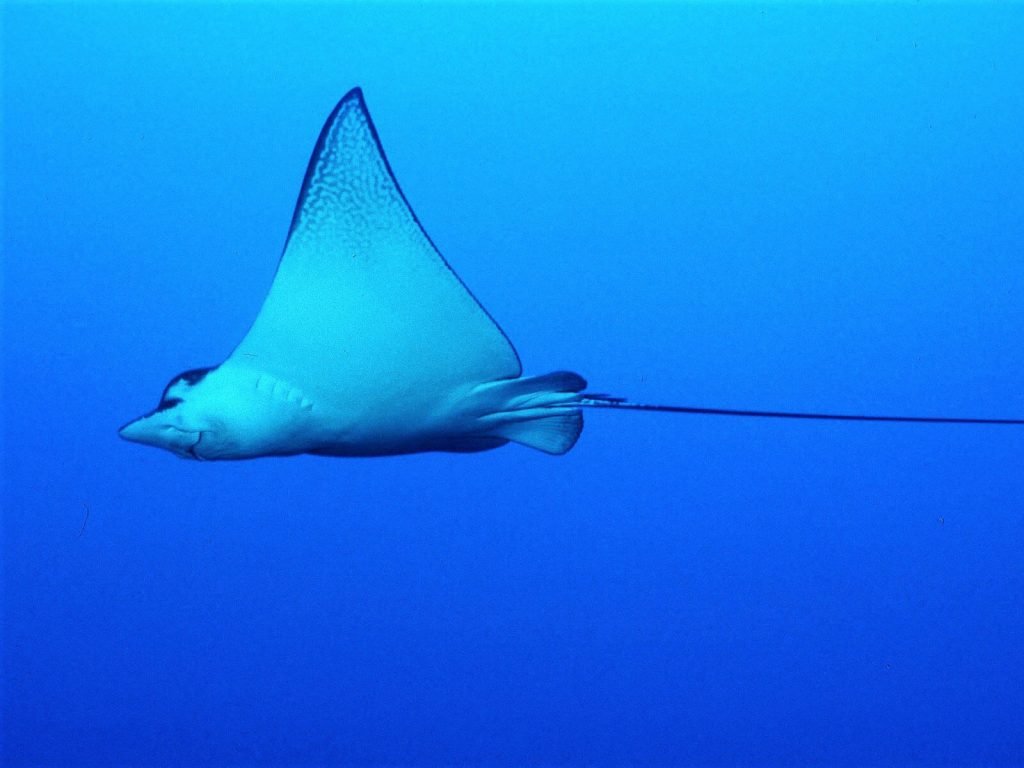 rondreis sulawesi bunaken hoogtepunt 11