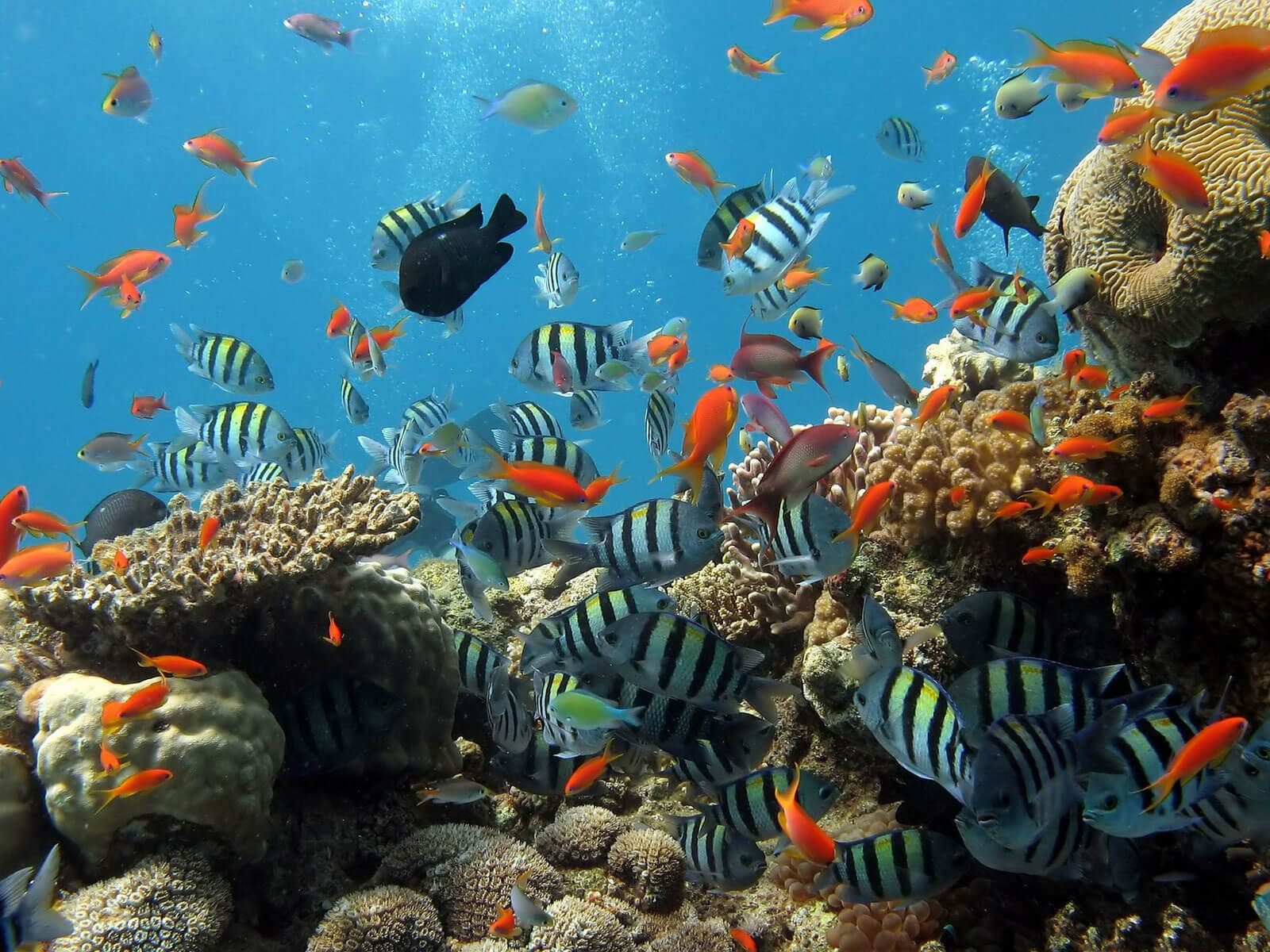 rondreis sulawesi bunaken hoogtepunt 7