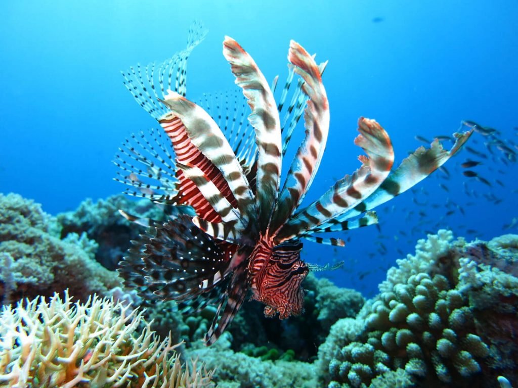 rondreis sulawesi bunaken hoogtepunt 9