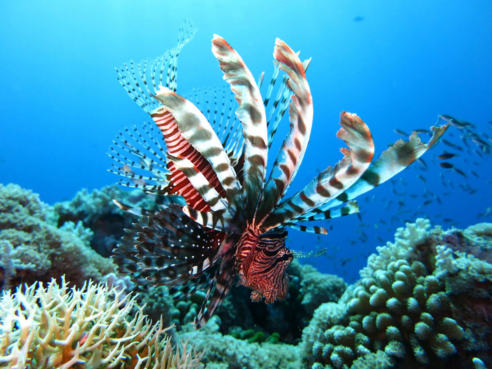 rondreis sulawesi bunaken hoogtepunt 9