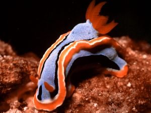 rondreis sulawesi lembeh strait hoogtepunt 9