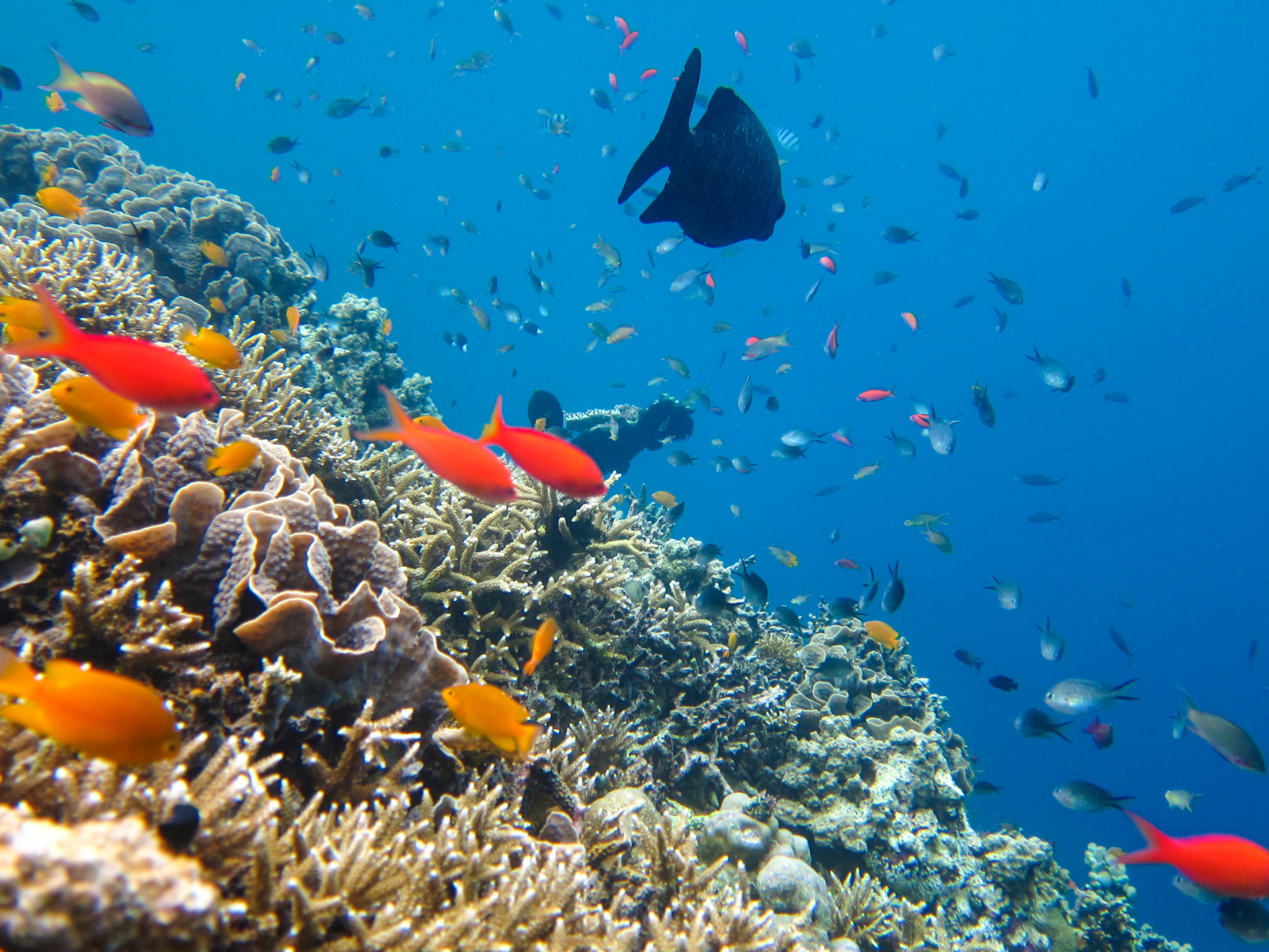Menjangan Island onderwaterwereld, West Bali, Indonesië