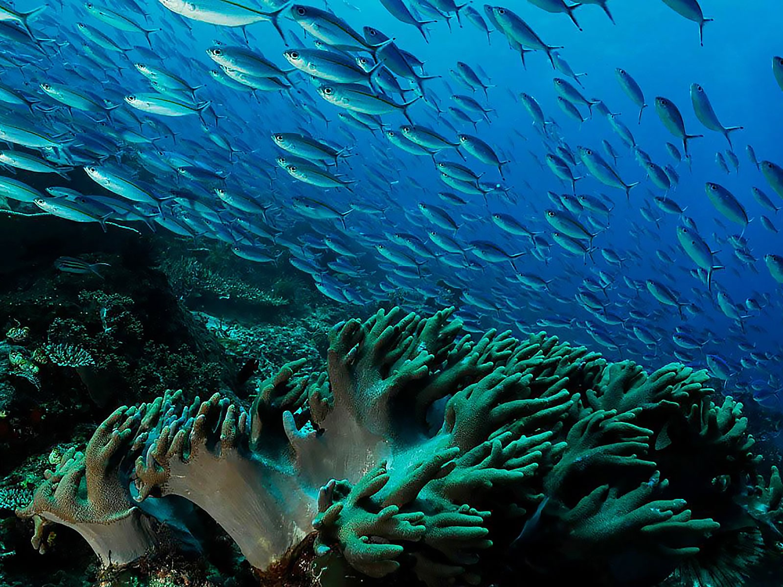 rondreis papua raja ampat kri eco resort 32