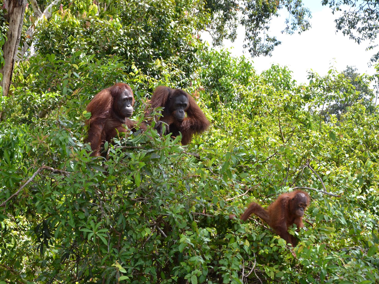 rondreis kalimantan palangkaraya hoogtepunt 12