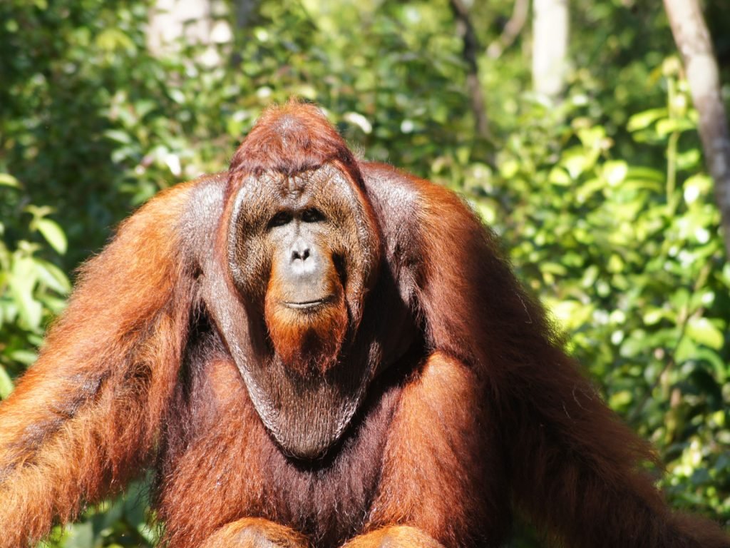 Tanjung Puting | Rama Tours