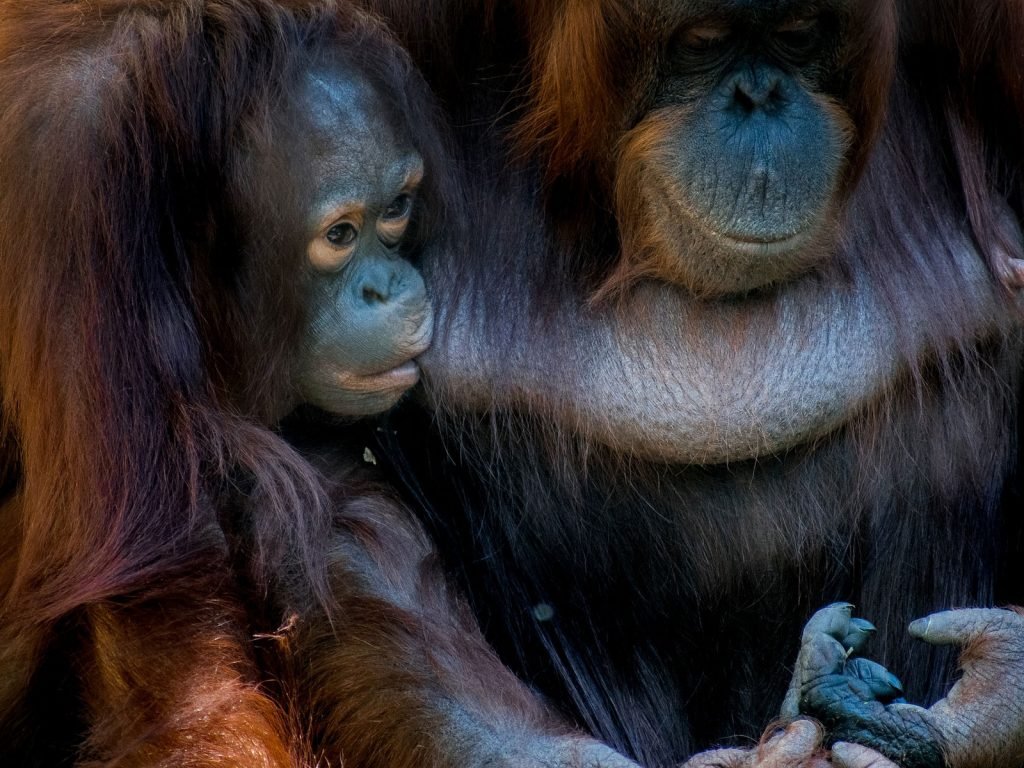 Ontdek tanjung puting op Kalimantan