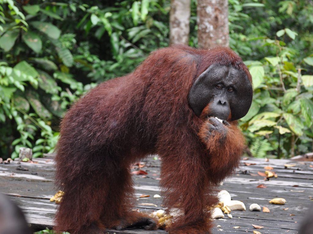 rondreis kalimantan tanjung puting hoogtepunt 18