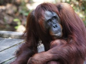 rondreis kalimantan tanjung puting hoogtepunt 5