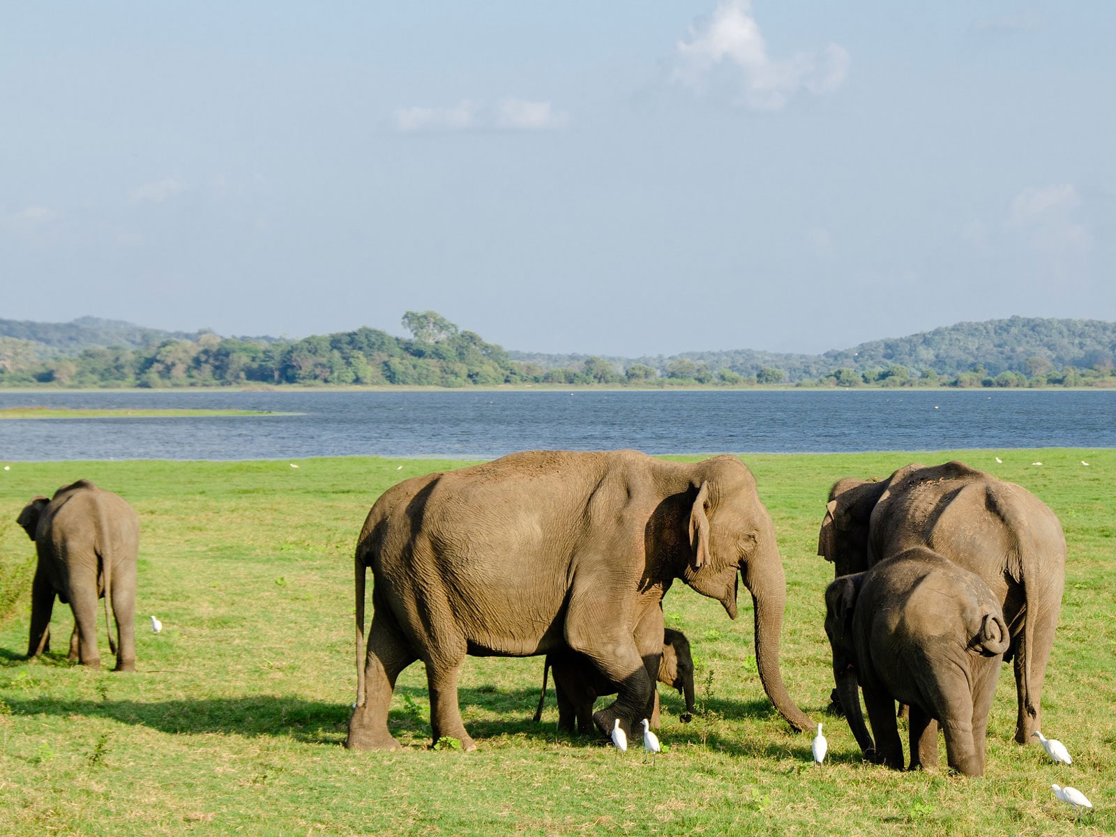 rondreis sri lanka minneriya national park 7