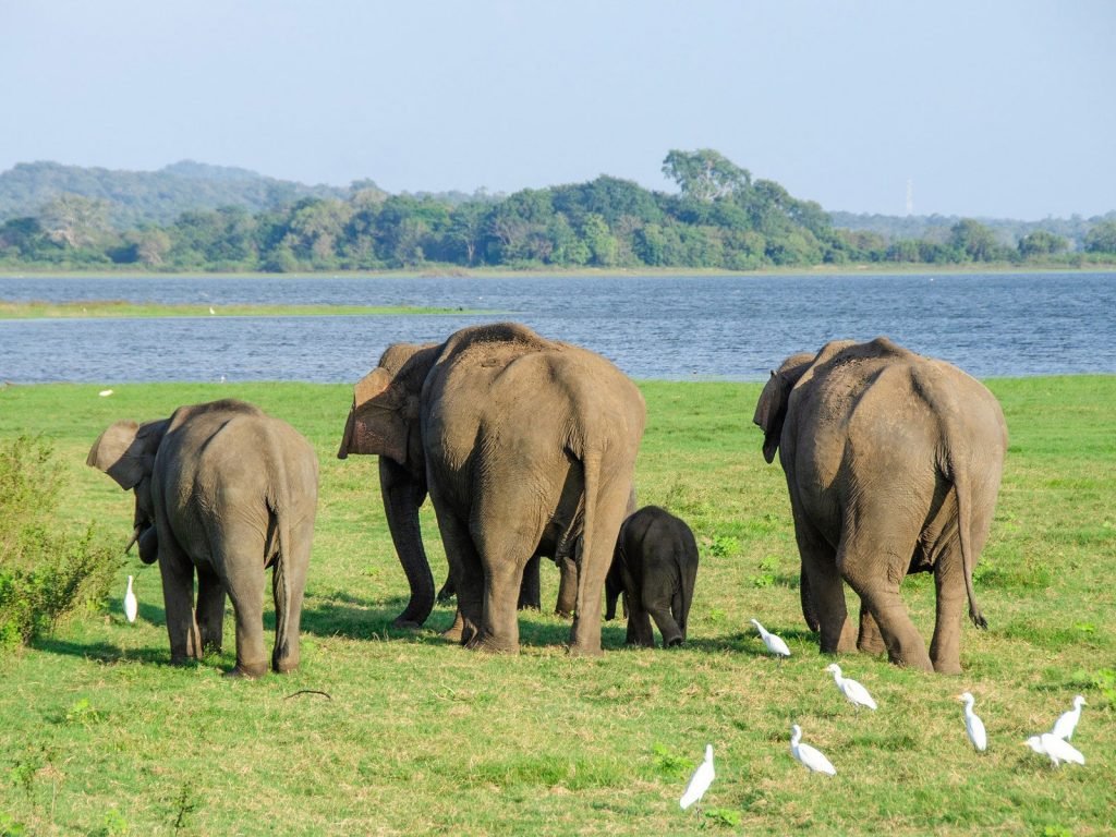 Minneriya National Park | Rama Tours