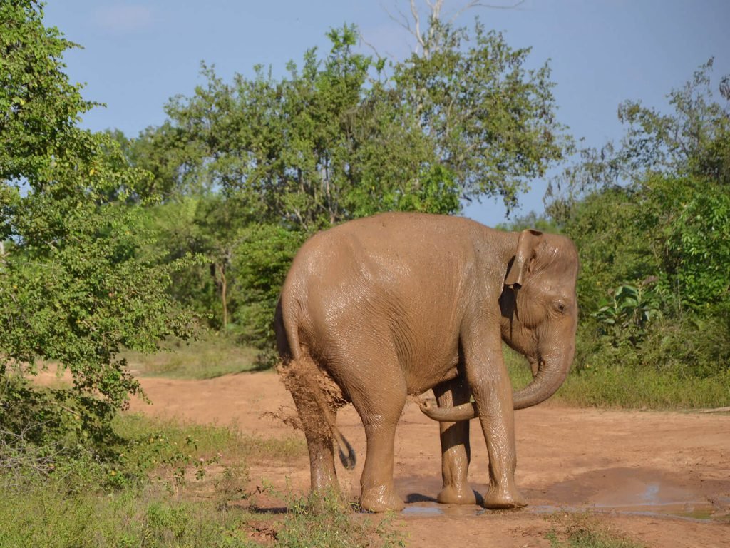Udawalawe National Park | Rama Tours