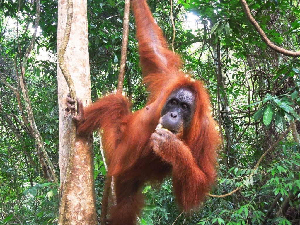 Verrassend Sumatra, Java en Bali | Rama Tours Verrassend Sumatra, Java en Bali | Rama Tours