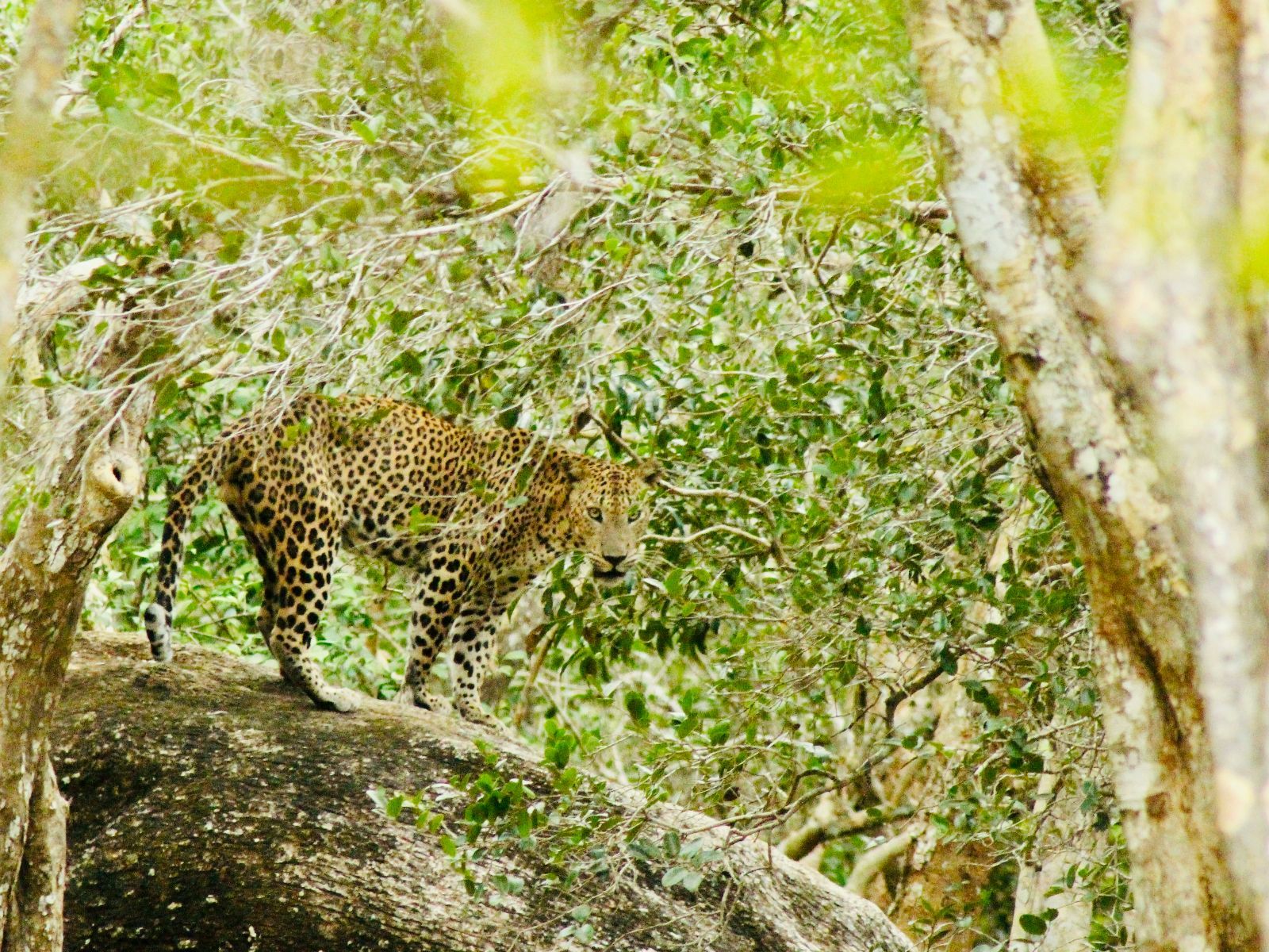 Sri Lanka, Wilpattu National Park, luiaard in de boom