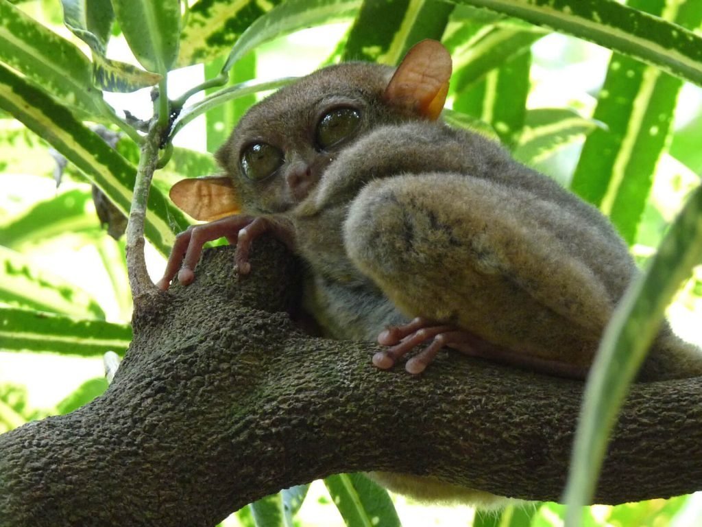 Tangkoko National Park | Rama Tours