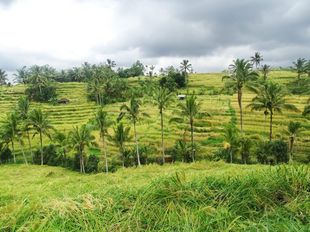 Jatiluwih | Rama Tours