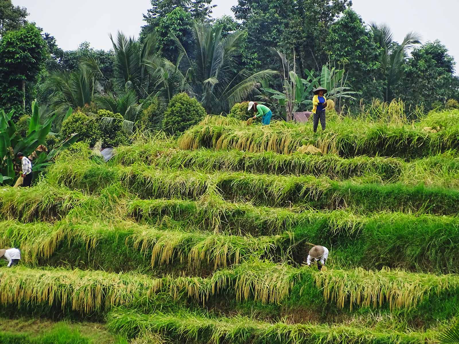 rondreis bali jatiluwih rijstvelden paddy fields 3