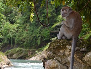 Avontuurlijk Sumatra: jungle trekking | Rama Tours
