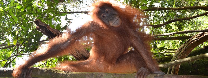 Orang-oetan in het Gunung Leuser | Rama Tours Orang-oetan in het Gunung Leuser | Rama Tours
