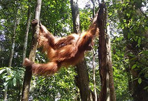 Orang-Oetans op Sumatra | Rama Tours
