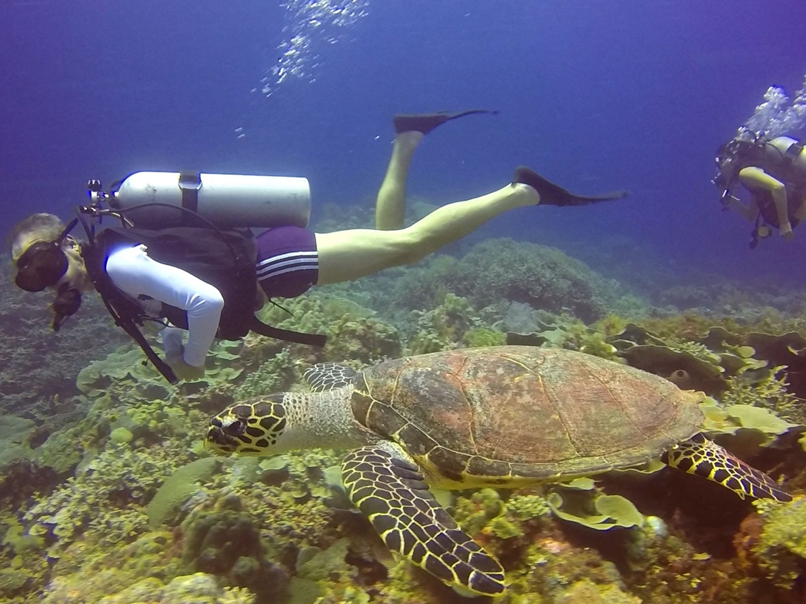 rondreis Sulawesi Wakatobi Tomia duiken 2
