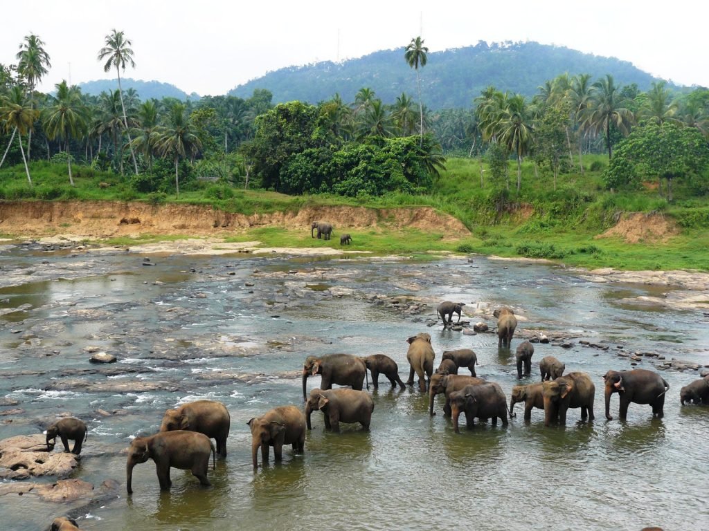 rondreis sri lanka pinnawela
