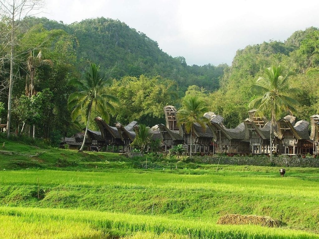 Schitterend Sumatra en Sulawesi | Rama Tours