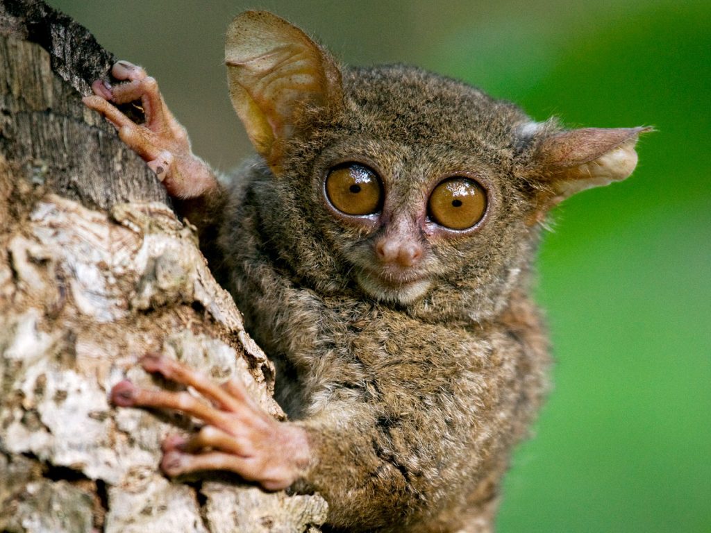 Verrassend Sulawesi | Rama Tours