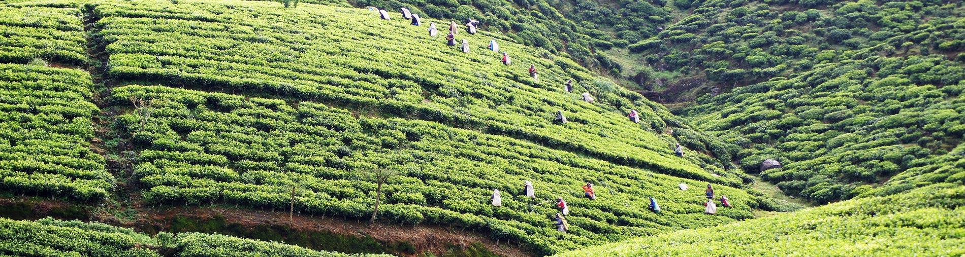 rondreis sri lanka hoogtepunten