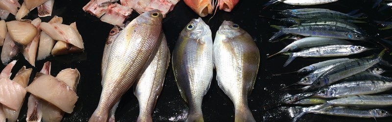 Visjes in de haven van Waingapu op het eiland Sumba