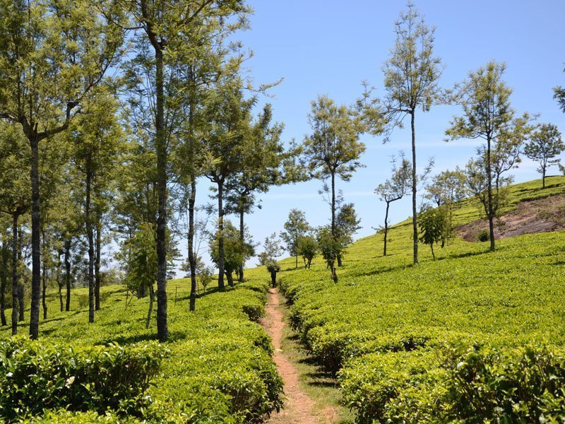 rondreis-sri-lanka-Lipton's-seat.7