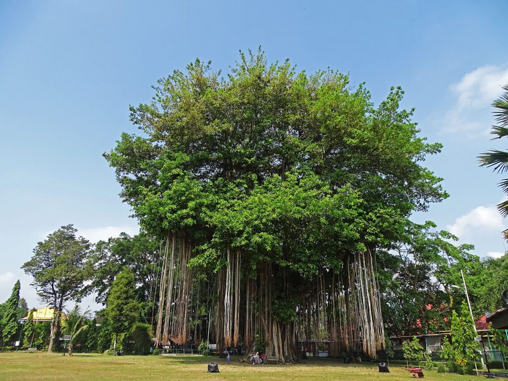 Hoogtepunten | Rama Tours