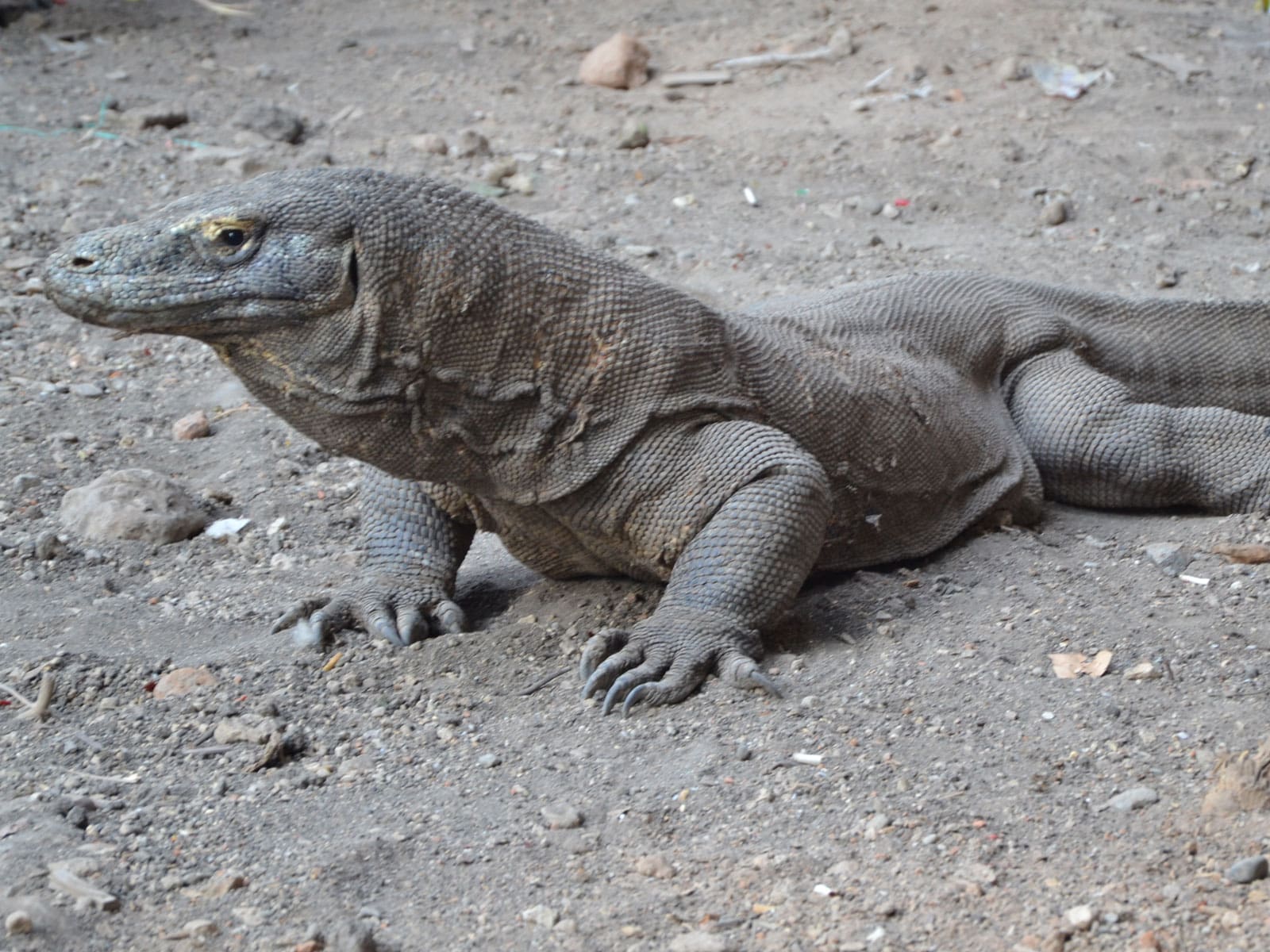 eilandhoppen flores en komodo eilanden 6