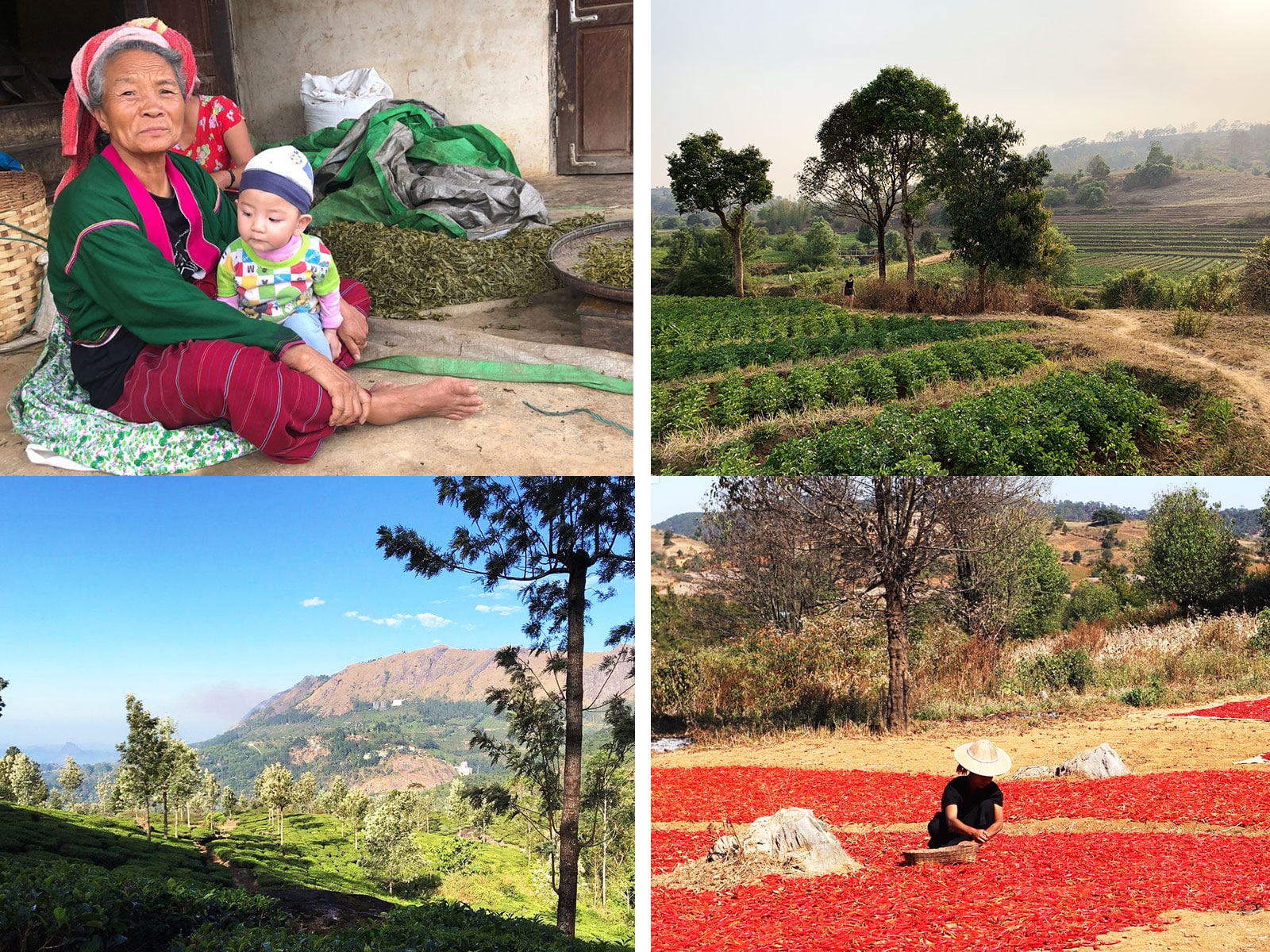 myanmar kalaw reizen reisverslag myanmar blog lauren kalaw wandelingen