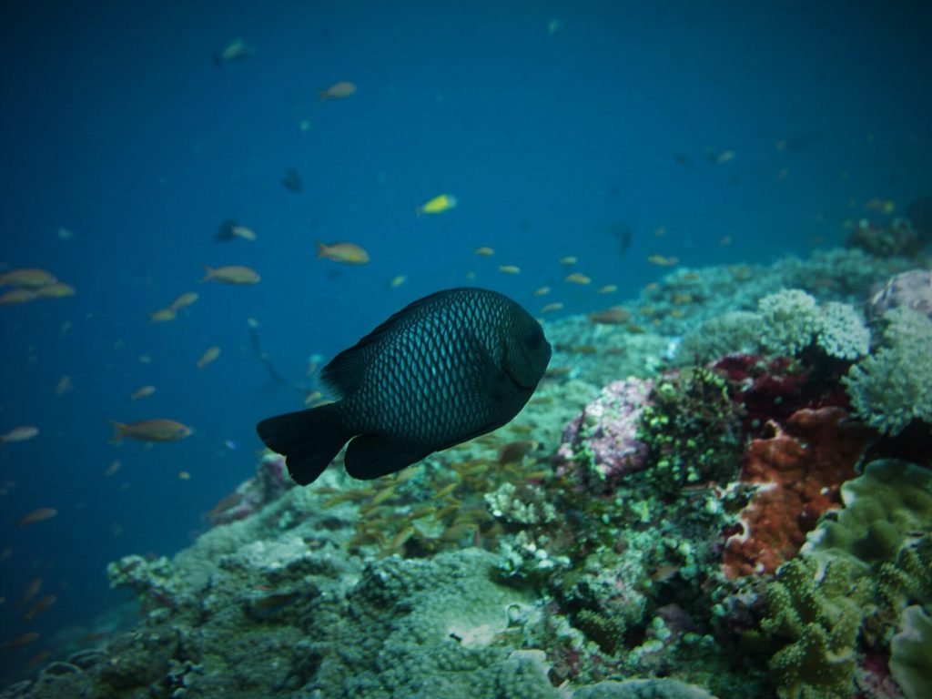 rondreis bali nusa penida hoogtepunt 13