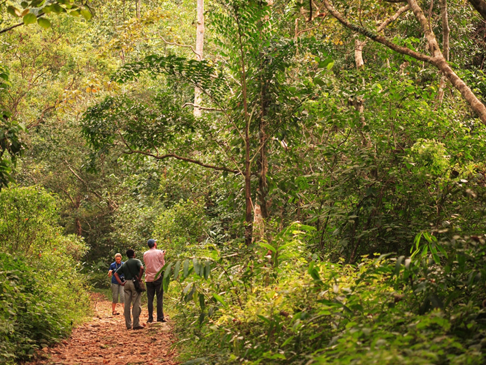 rondreis sri lanka sinharaja rainforest 6