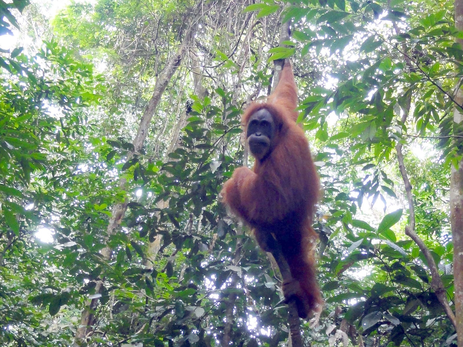 rootsreis indonesie blog jesper bukit lawang 1