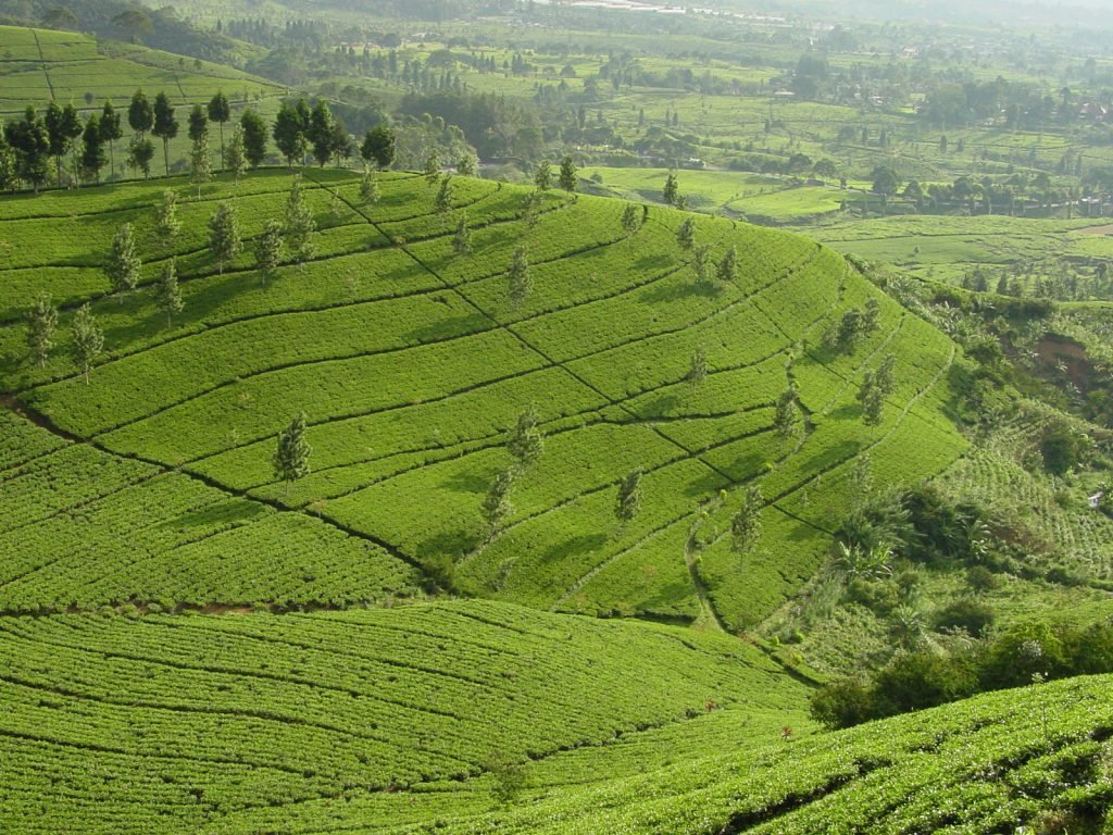 Theetuinen van Java | Rama Tours