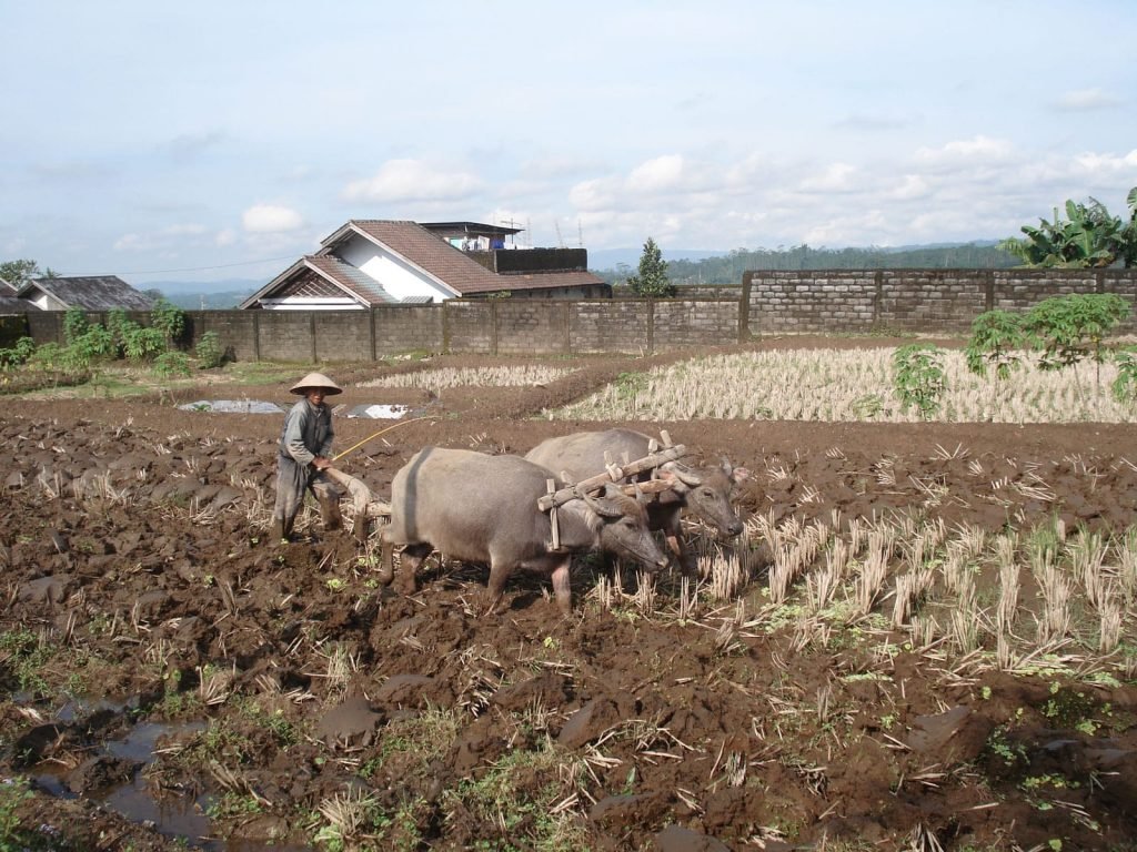 Wonosobo | Rama Tours