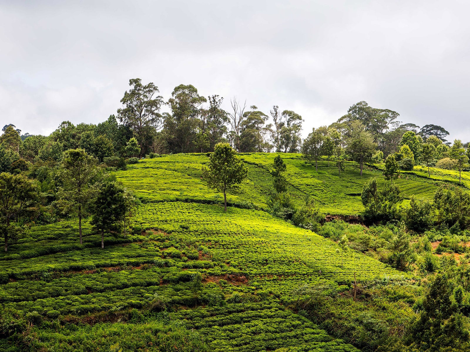 rondreis india ooty hoogtepunt 1