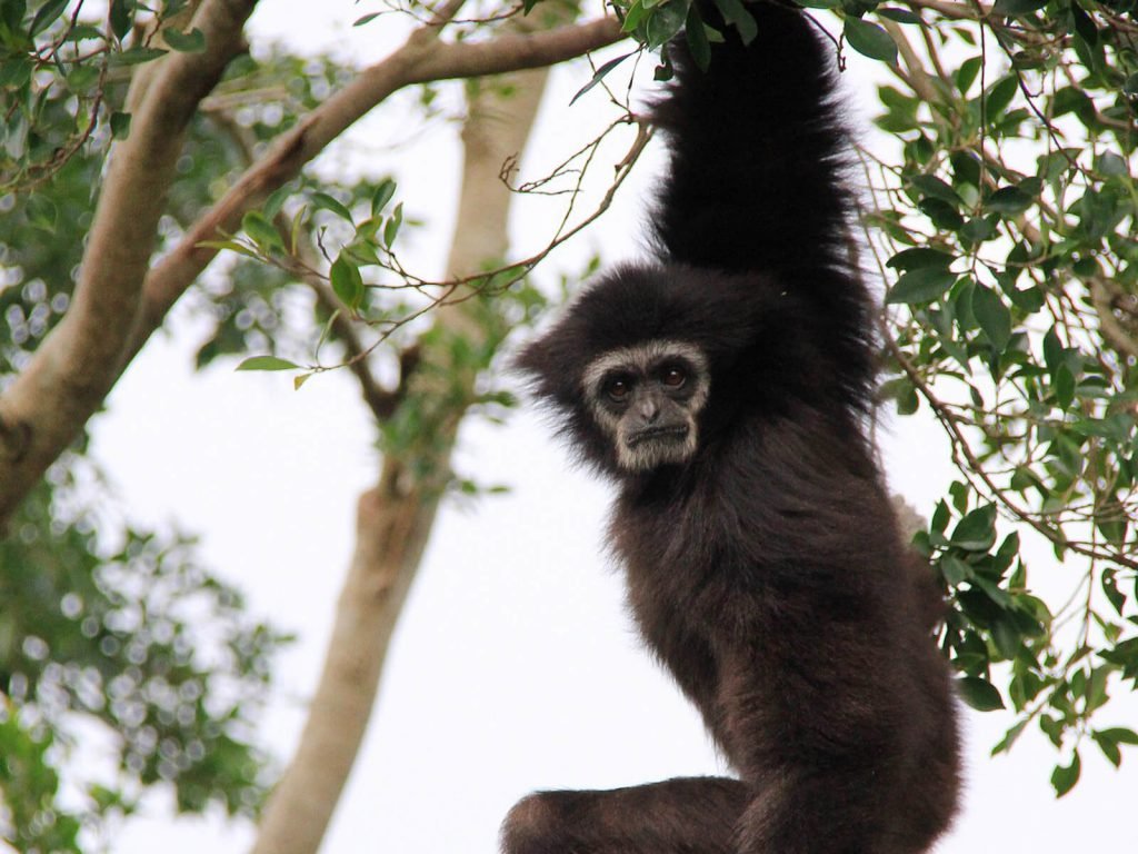 Way Kambas National Park | Rama Tours