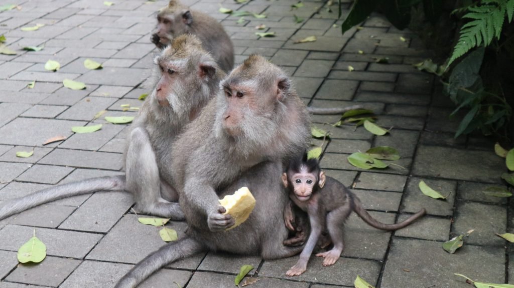 Monkey forest Ubud, Bali