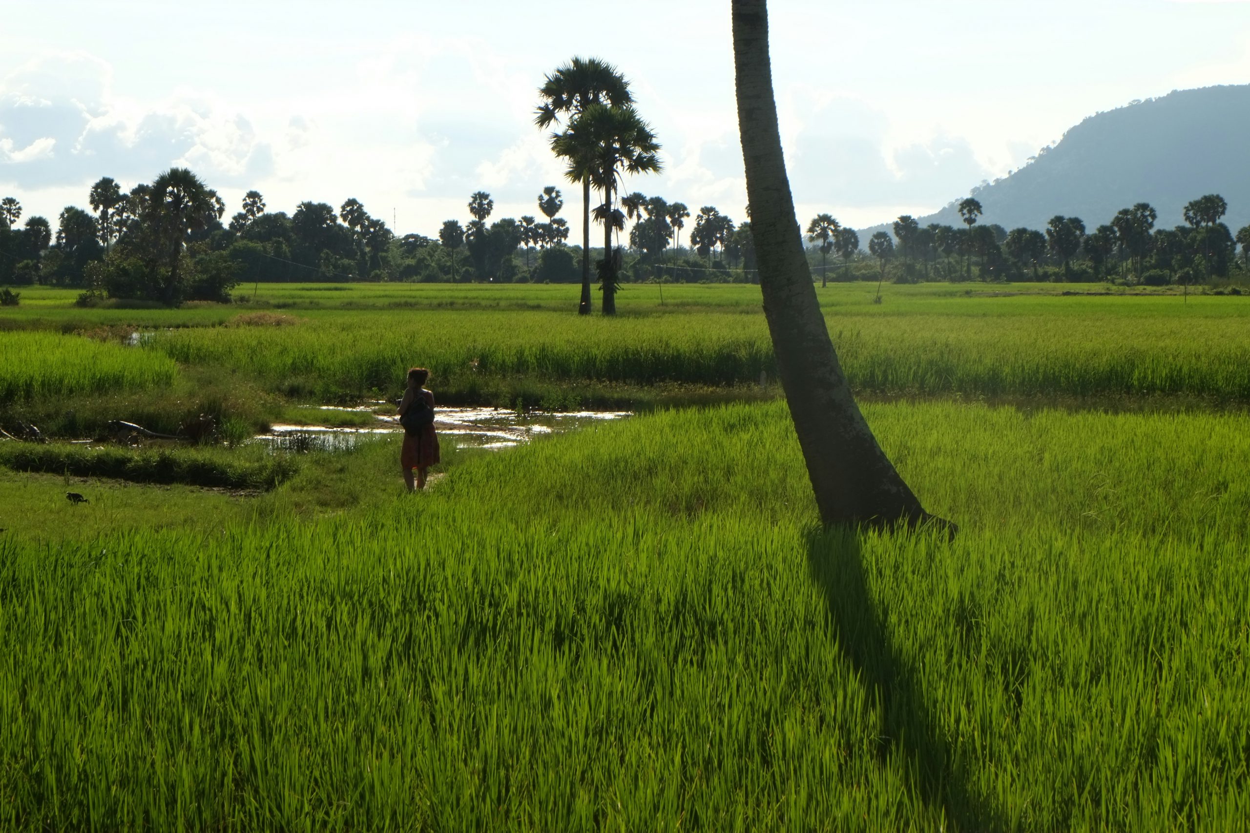 Kampot plantage Cambodja